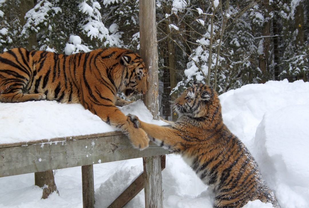 2 tigers at GarLyn Zoo